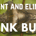 how to prevent eliminate stink bugs in memphis