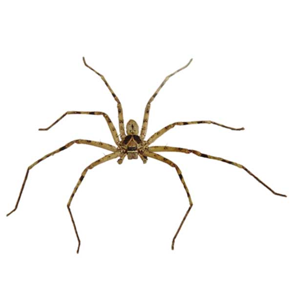 Huntsman Spider identification in Millington, TN; Inman-Murphy Termite & Pest Control