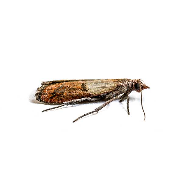 Moth identification in