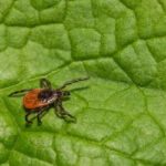 A deer tick found in Mid-South TN - Inman-Murphy Termite & Pest Control