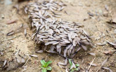 A bunch of termite swarmers in Millington TN - Inman-Murphy, Inc.