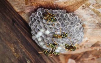 Wasps building their nest