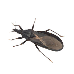 Kissing Bug identification in Millington, TN; Inman-Murphy Termite & Pest Control