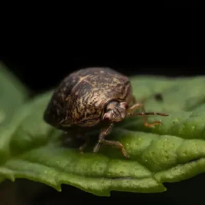 Kudzu Bug Pest ID