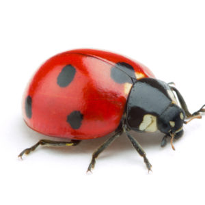 Ladybug identification in Millington, TN; Inman-Murphy Termite & Pest Control