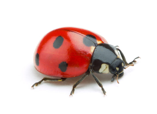 Ladybug identification in Millington, TN; Inman-Murphy Termite & Pest Control