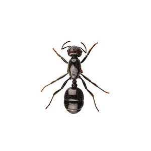 Little Black Ant identification in Millington, TN; Inman-Murphy Termite & Pest Control