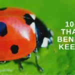 Some insects can be beneficial to your Tennessee yard