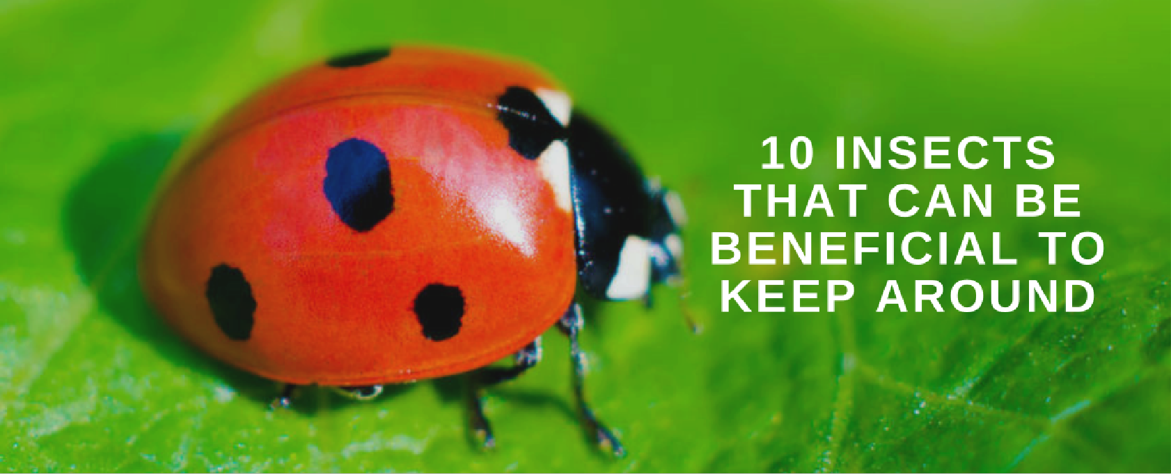 Some insects can be beneficial to your Tennessee yard