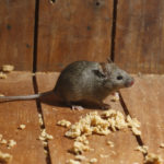get rid of mice in your house memphis tn