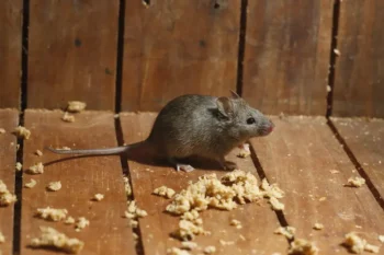 Mouse in an attic - Inman-Murphy Termite and Pest Control serving Millington, Tennessee
