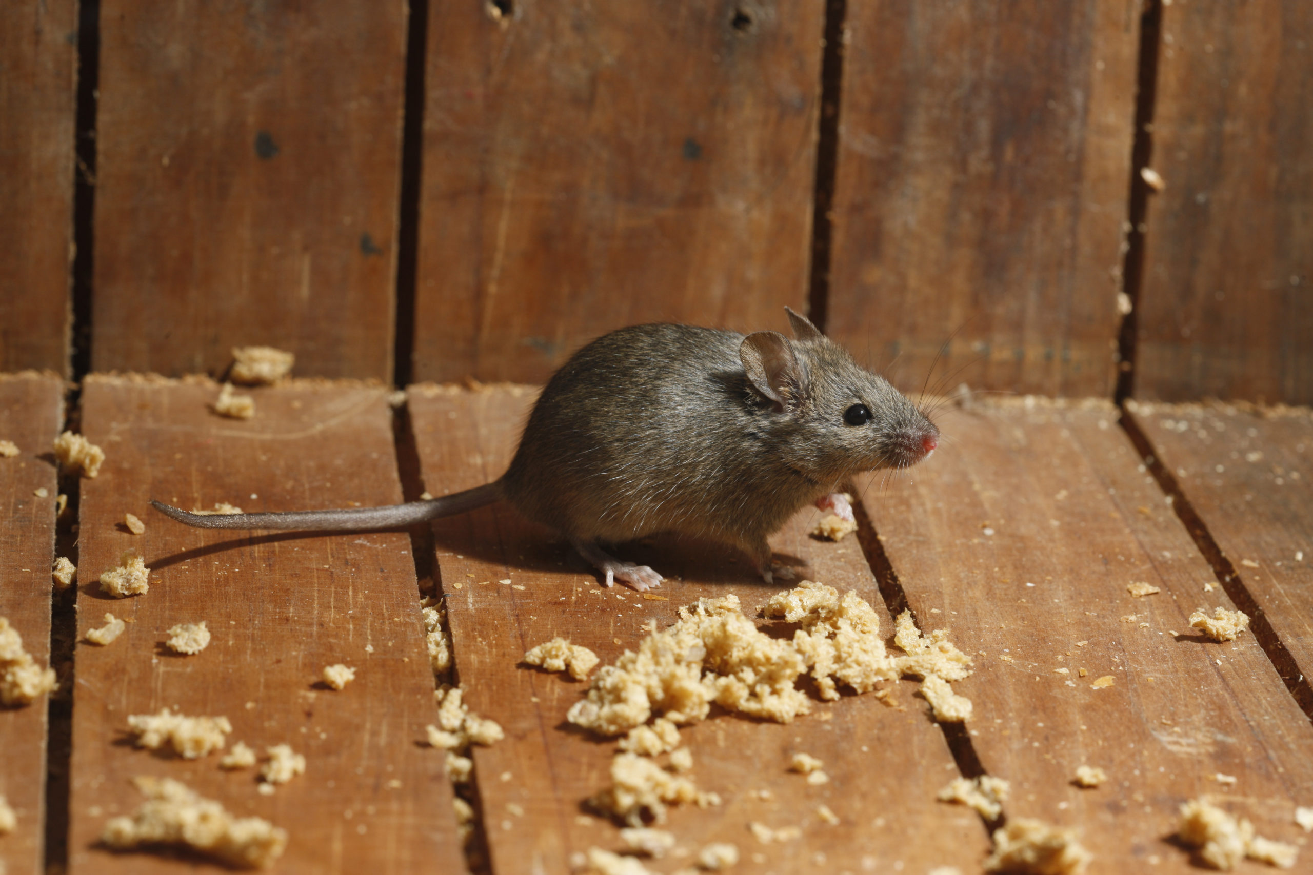 get rid of mice in your house memphis tn
