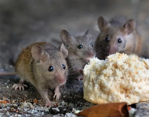 Mice nibbling on left out food | Inman-Murphy Pest Control serving Millington TN