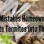 get rid of termites in memphis