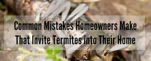 get rid of termites in memphis with Inman-Murphy Termite and Pest Control