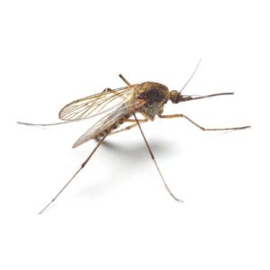 Mosquito identification in Millington, TN; Inman-Murphy Termite & Pest Control