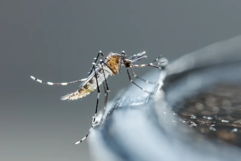 Our Mosquito Repellent System in your area