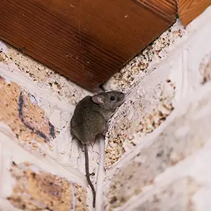 Mouse in House? What Should You Do Next? in your area