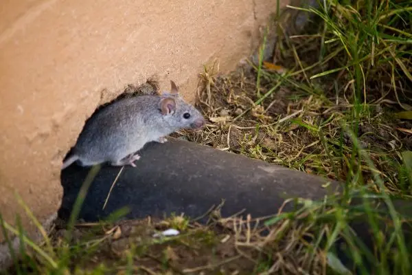 Mouse crawling through gap where a pipe is going into the foundation of a house - Inman-Murphy Pest Control serving