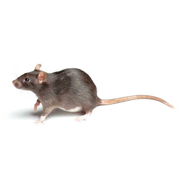 Norway Rat identification in Millington, TN; Inman-Murphy Termite & Pest Control