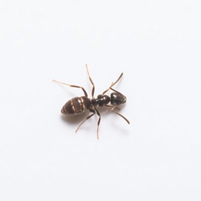 Odorous Ant identification in Millington, TN; Inman-Murphy Termite & Pest Control