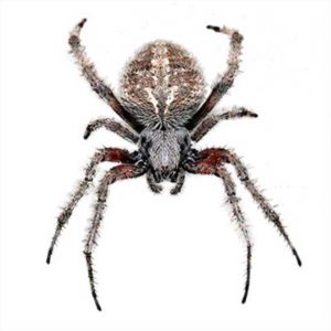 Orb Weaver Spider identification in Millington, TN; Inman-Murphy Termite & Pest Control