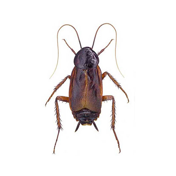 Oriental Cockroach identification in Millington, TN; Inman-Murphy Termite & Pest Control