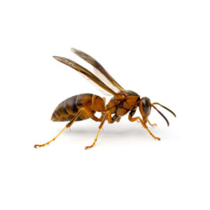 Paper Wasp identification in Millington, TN; Inman-Murphy Termite & Pest Control