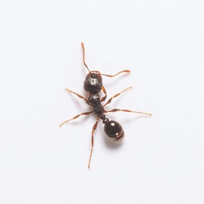 Pavement Ant identification in Millington, TN; Inman-Murphy Termite & Pest Control