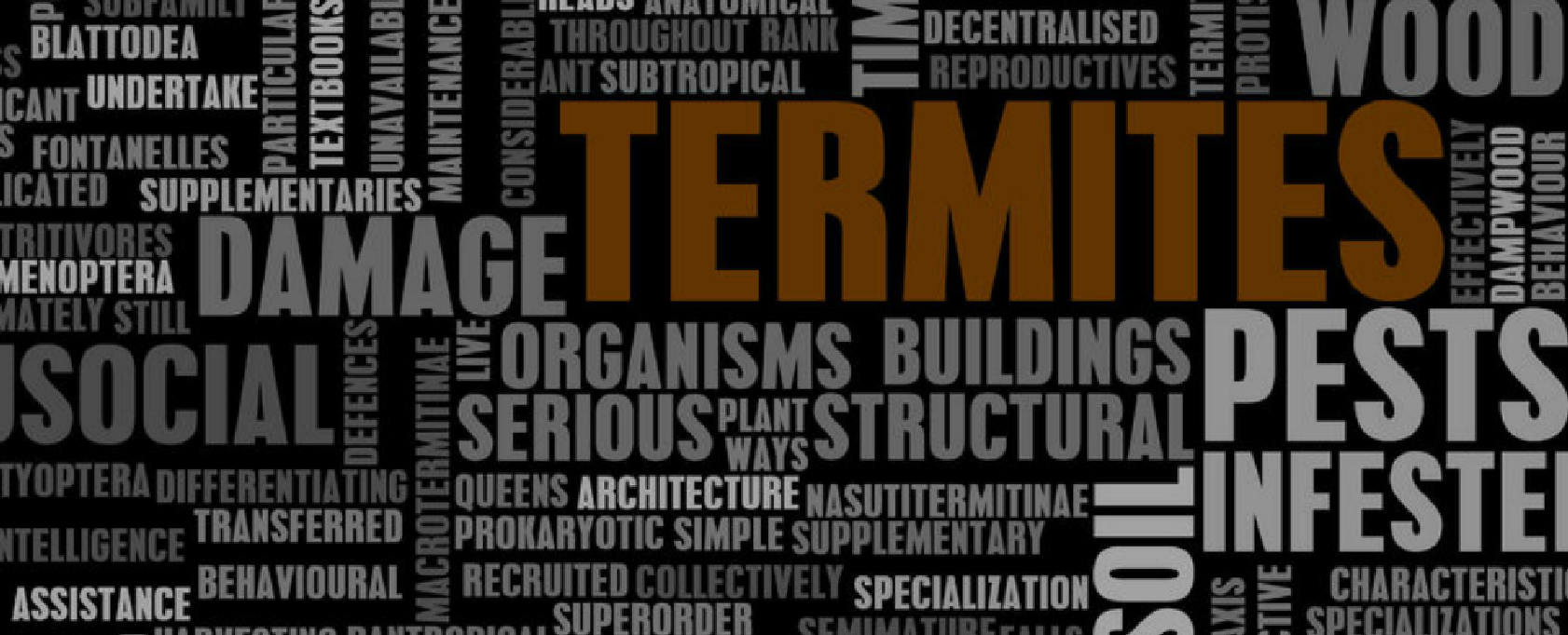 Termite Myths word collage - Inman-Murphy Termite and Pest Control serving Millington, Tennessee