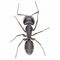 Carpenter Ant | Inman-Murphy Termite & Pest Control serving Millington, Tennessee