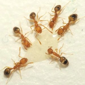 Pharaoh Ant identification in Millington, TN; Inman-Murphy Termite & Pest Control