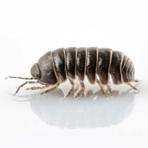 Pillbug identification in Millington, TN; Inman-Murphy Termite & Pest Control