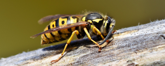 Stinging wasp in Memphis TN backyard
