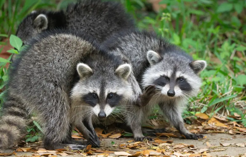 A pair of raccoons scavenging in the grass and leaves. Inman Murphy offers wildlife exclusion services in Tennessee.