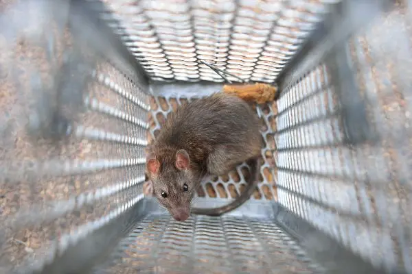 Rat caught in a metal trap | Inman-Murphy Pest Control serving Millington TN