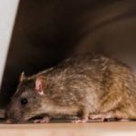 Rat in a commercial kitchen in the Memphis Metro Area - Inman-Murphy, Inc.