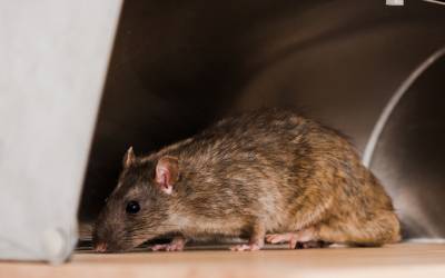 Rat in a commercial kitchen in the Memphis Metro Area - Inman-Murphy, Inc.