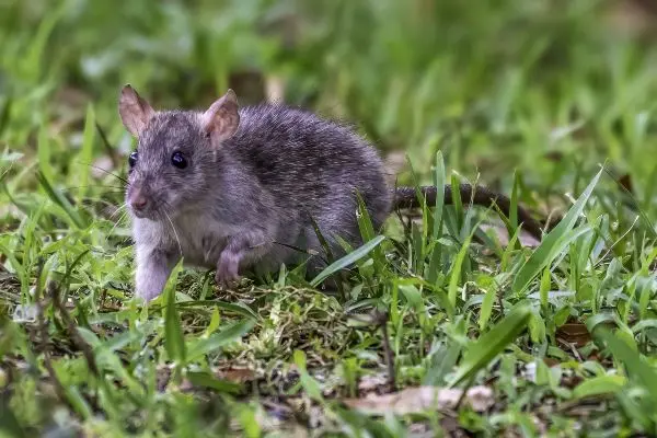 Rat walking through grass in the yard | Inman-Murphy Pest Control serving Millington TN