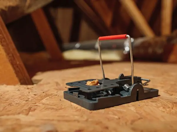 Rat snap trap loaded with bait in an attic | Inman-Murphy Pest Control serving Millington TN