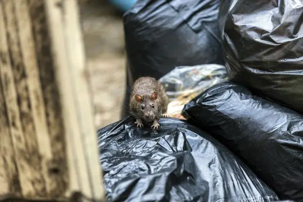 rat on top of heap of garbage found outside apartment building in memphis tn