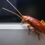 keep roaches out of your memphis home