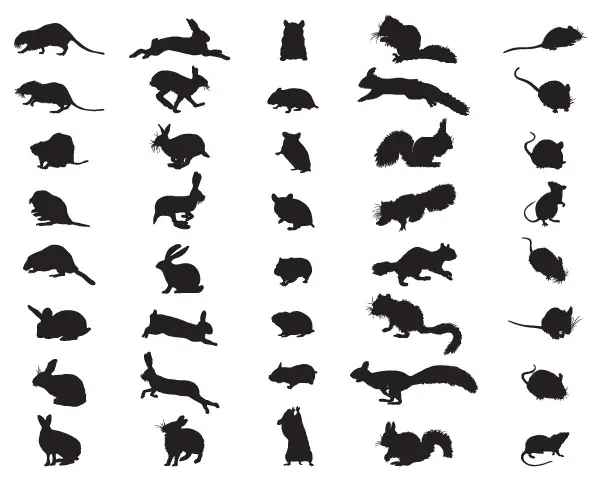 Rodent graphic to identify different types - Inman-Murphy Pest Control serving Millington TN