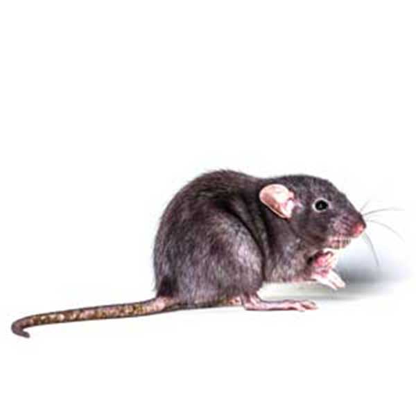 Roof Rat identification in Millington, TN; Inman-Murphy Termite & Pest Control