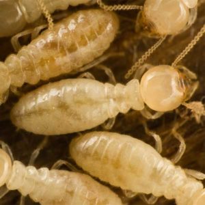 Subterranean Termite identification in Millington, TN; Inman-Murphy Termite & Pest Control