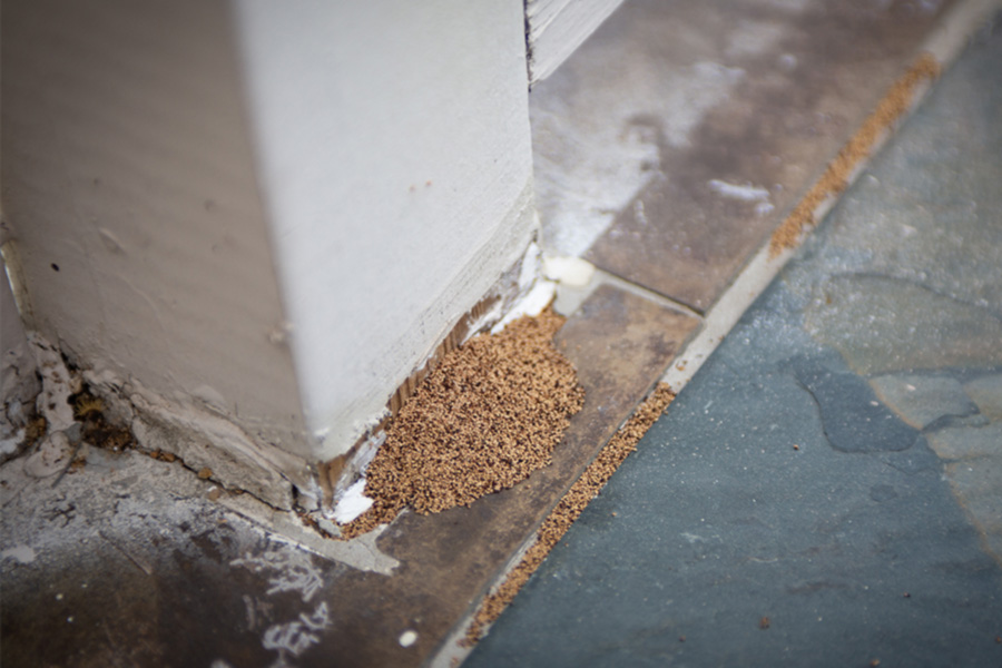 Termite poop next to wall