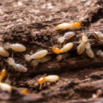 termite removal in memphis