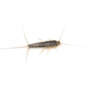 Silverfish identification in Millington, TN; Inman-Murphy Termite & Pest Control
