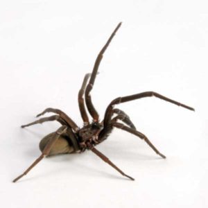 Southern House Spider identification in Millington, TN; Inman-Murphy Termite & Pest Control