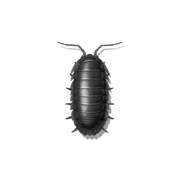 Sow Bug | Inman-Murphy Termite & Pest Control serving Millington, Tennessee